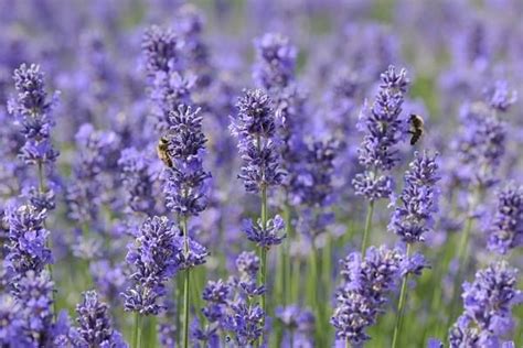 Выращиваем лаванду. Стратификация. | Lavender essential oil, Essential ...