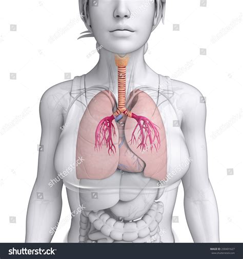 Ilustrasi Stok Illustration Male Lungs Anatomy Shutterstock