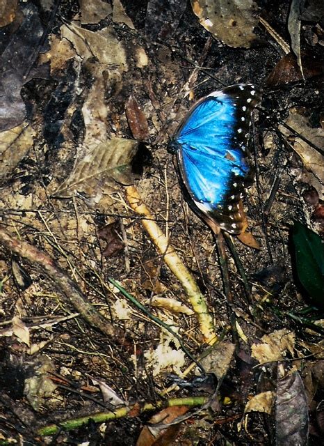 Via Mountainadventures Blue Morpho Butterfly Madidi National