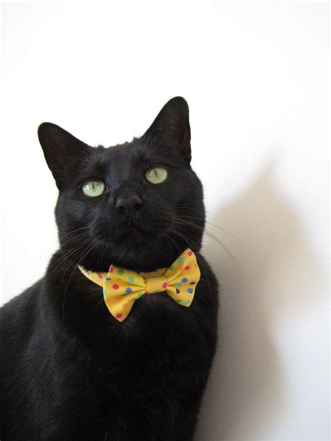 This Item Is Unavailable Etsy Cat Bow Tie Cats Crazy Cats