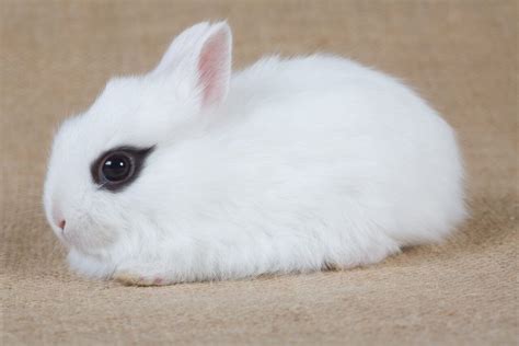 Dwarf Hotot Rabbits: Eyes of the Fancy - The Rabbit Hop