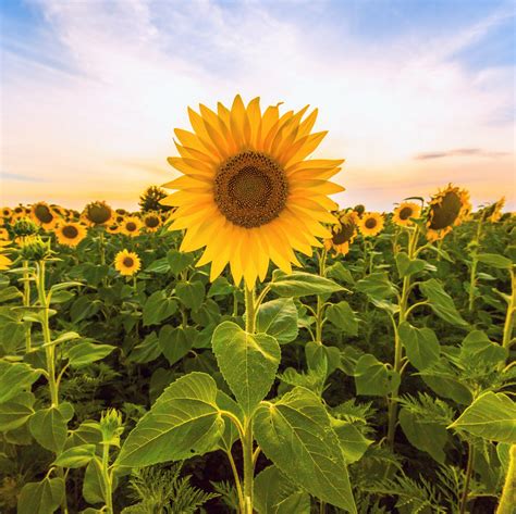 Sunflowers use an internal clock to bloom at optimal times - Earth.com