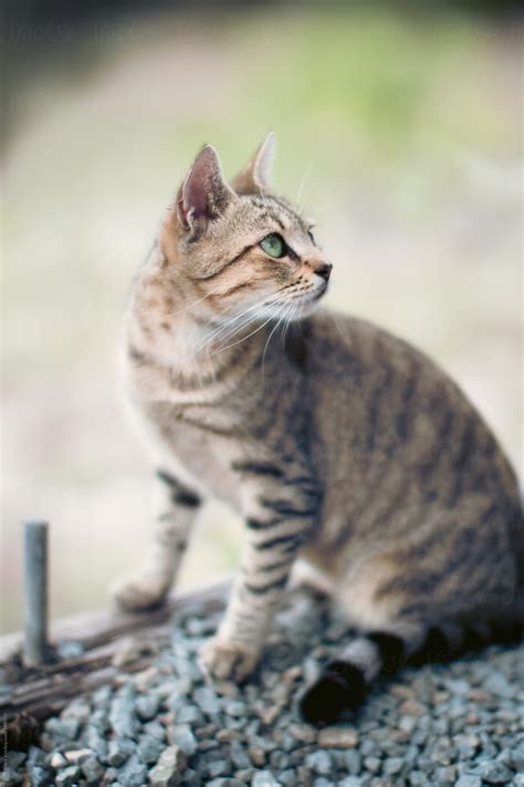 Tabby Cat With Green Eyes By Stocksy Contributor Ruth Black Stocksy