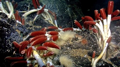 Mengenal Biota Laut Dalam Cacing Tabung Raksasa Riftia Pachyptila