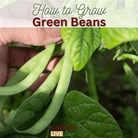 How To Grow Green Beans A Comprehensive Guide From Seed To Harvest