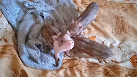 Детки "О-2" 🐽 Минипиги, минипиг, микропиги, микропиг, minipig, micropig ...