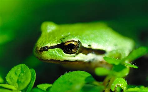 Green And Black Frog Hd Wallpaper Wallpaper Flare