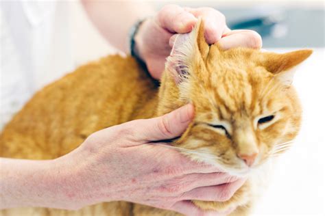 What To Do About Black Or Brown Discharge In Cats Ears Pethelpful