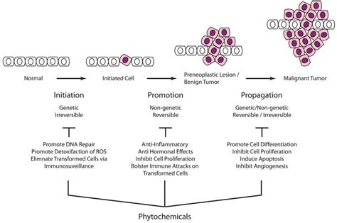 Carcinogenesis Is A Multistep Process That Ultimately Reprogram A