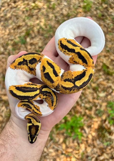 fire yb pied ball python  petrogenetics morphmarket