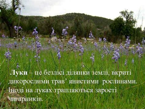 Луки природне угруповання Луки це