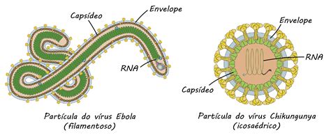 O Hiv é Um Exemplo De Virus Envelopado Vários Exemplos