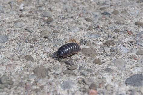 Curly Bug Blair Gannon Flickr