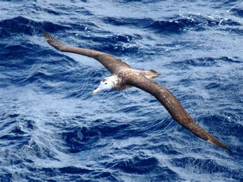 The Eight Albatrosses of Antarctica and the Sub-Antarctic