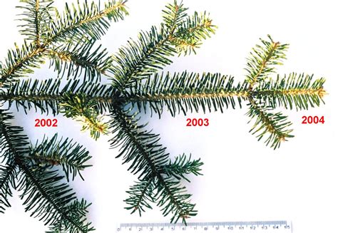 Evergreen Tree Growth Example Westchester Tree Life - Westchester Tree Life