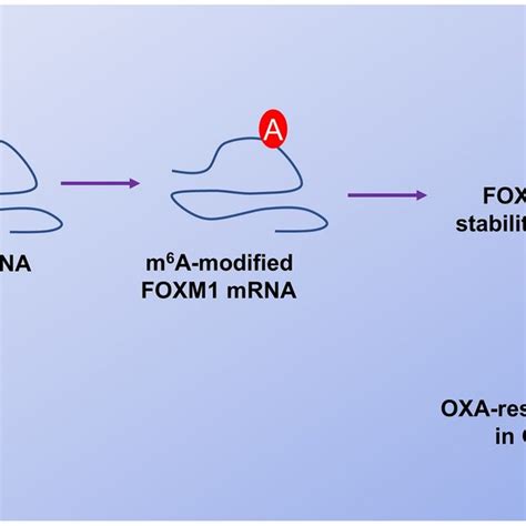 Circrfx3 Up Regulates Rfx3 To Promote Malignant Phenotype Of Glioma