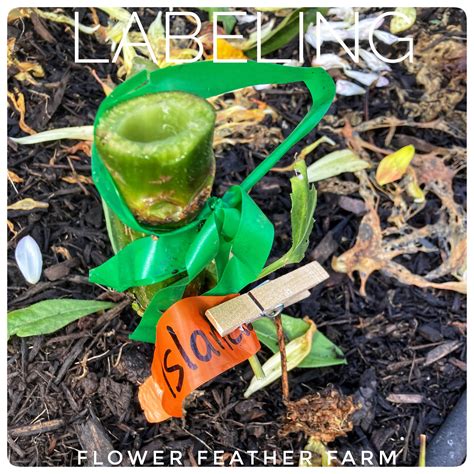 Tips & Tools for Lifting & Cleaning Dahlia Tubers — Flower Feather Farm