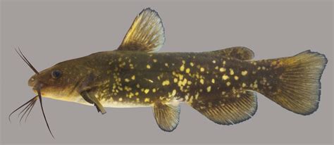 Spotted Bullhead – Discover Fishes