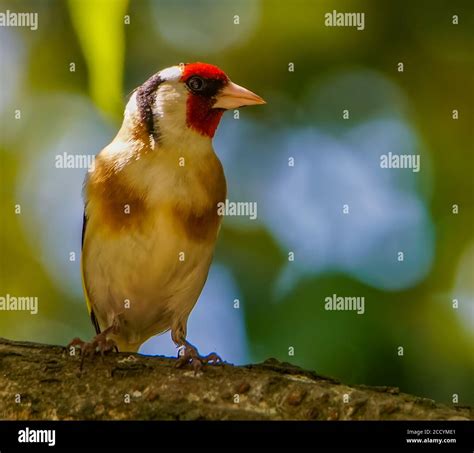 Grand Oiseau Noir Banque Dimage Et Photos Alamy