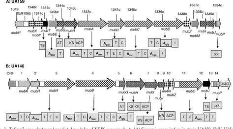 Figure 1 From Genomic Island Tnsmu 2 Of Streptococcus Mutans Harbors A