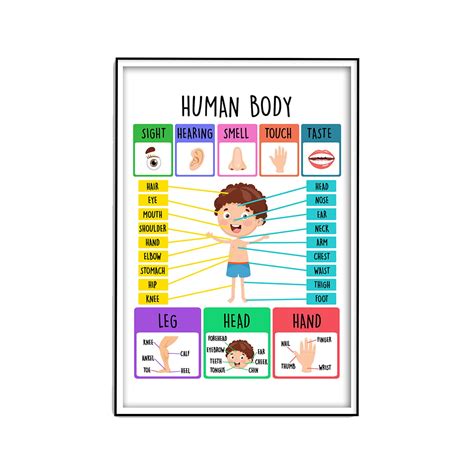 Buy Human Body for Kids - Preschool s - Anatomy for Kids - Body Chart ...