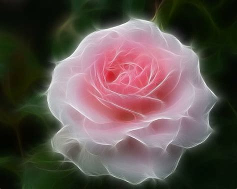 Beautiful Rose Wallpaper Hd 3d