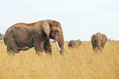 Nairobi National Park Safari Guide • Inside Kenya's Park