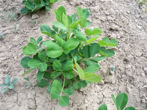 EL HUERTO ES FACIL COMO CULTIVAR CACAHUETE