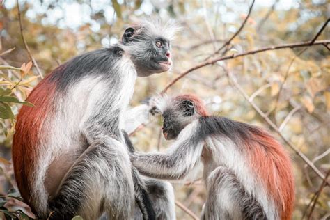 Monkeys in the Natural Habitat in the Trees Afternoon. Primates Stock ...