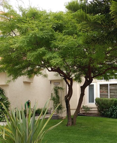 Tree with fern like leaves, zone 10 : r/whatsthisplant