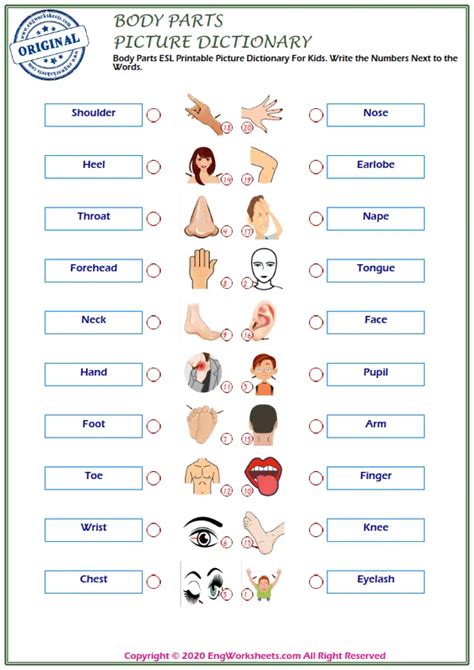 Body Parts Printable English Esl Vocabulary Worksheets Engworksheets