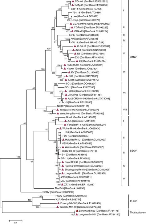 Phylogenetic Trees Of Hantaviruses Based On Complete M Segment