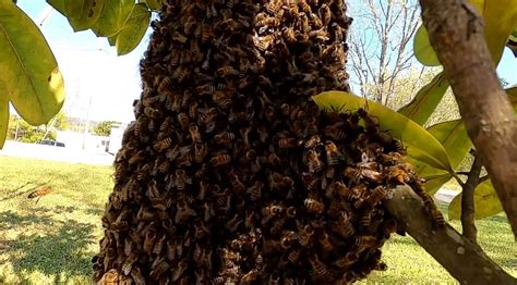 South African Man Killed By Swarm Of Bees He Believed To Be His Ancestors