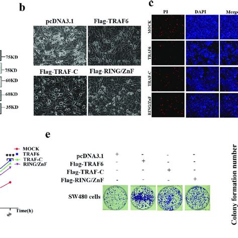 Traf6 Promotes Colorectal Cancer Cell Proliferation By Inhibiting