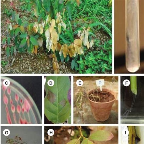 - A. Plant with symptoms of wilt in the field where the samples used in... | Download Scientific ...