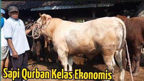 22 500 Update Harga Sapi Di Pasar Ambulu Jember YouTube