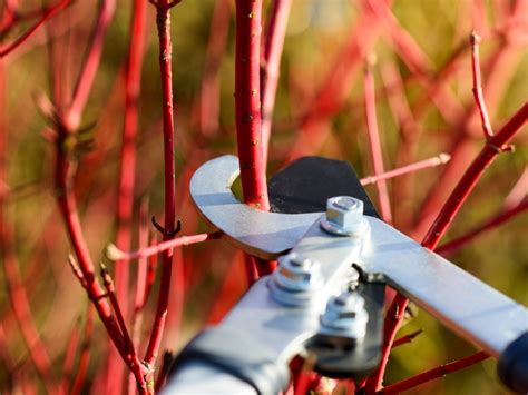 Pruning An Overgrown Red Twig Dogwood Shrub Gardening Know How