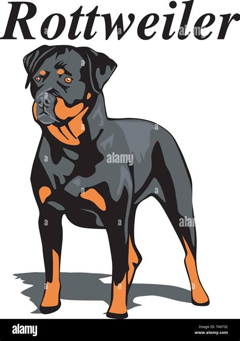 Rottweiler Vector Illustration Stock Vector Image And Art Alamy