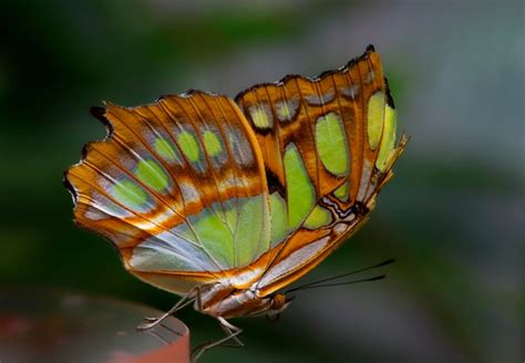 Página 62 Imágenes de Metamorfosis Mariposa Descarga gratuita en