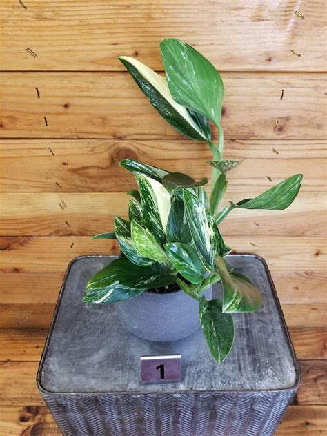 Monstera Standleyana Aurea Variegata Pick Your Plant Etsy