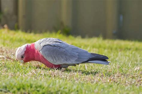 Moniliasis In Birds Symptoms Causes Diagnosis Treatment Recovery