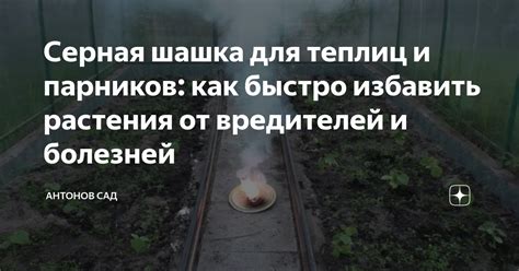 Серная шашка для теплиц и парников: как быстро избавить растения от ...