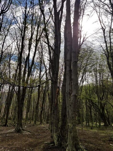 Premium Ai Image Aerial View Of A Forest With Trees Earth Day