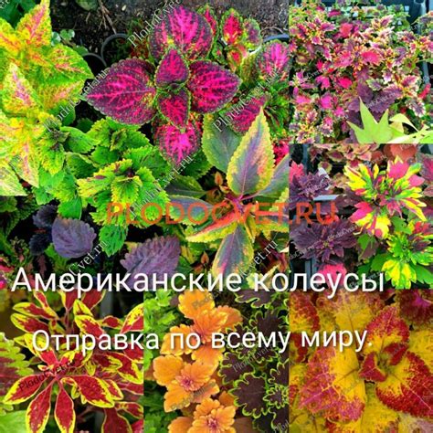 Хризантемы, астры, колеусы. - ЛПХ. Выращиваем черенки хризантемы ...