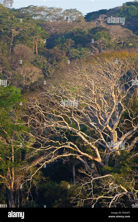 Bosque Tropical Seco Panama Soberania Fotografías E Imágenes De Alta