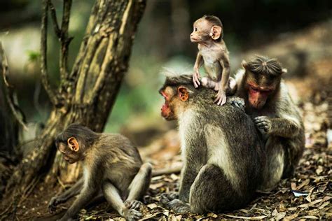 Primates are facing an impending extinction crisis - but we know very