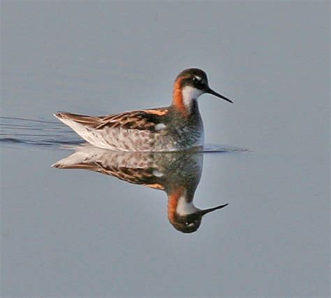 Red Necked Phalarope