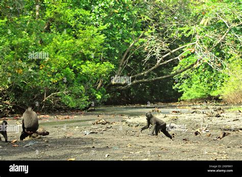 Makaken Macaca Nigra Fressen An Einem Bach In Der N He Eines Strandes