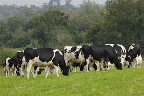 Guide to dairy heifer rearing and lifetime productivity - Agriland.ie