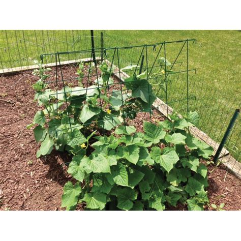 A Frame Cucumber Trellis Supports And Netting J W Jung Seed Company